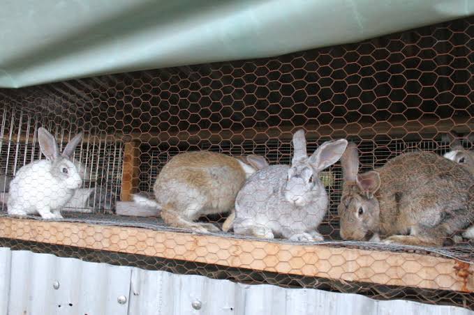 Rabbit farming in Nigeria 