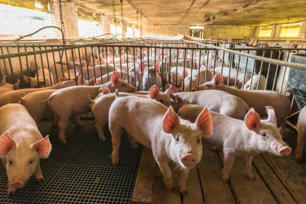 Pig farming in Nigeria 